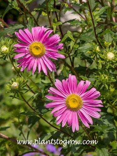 Betty Jung' Chinese Aster (Callistephus chinensis)